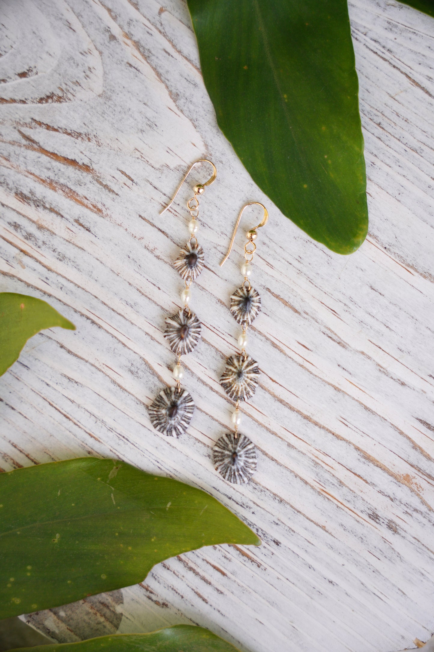 Endless 'Opihi 'awa Earrings