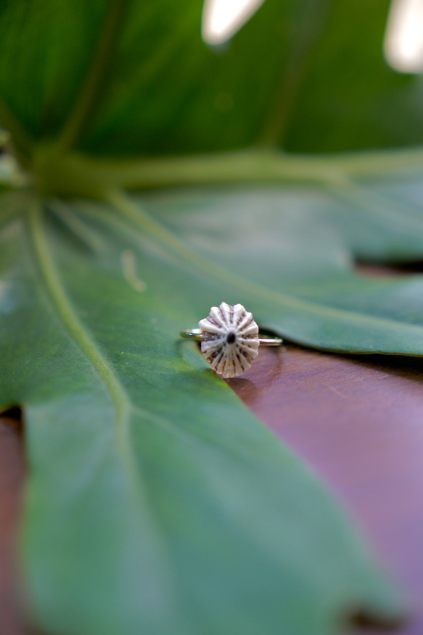 'Opihi 'awa Ring (SIZE 5)