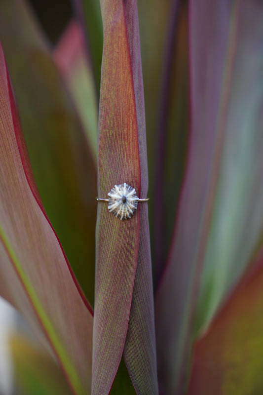 'Opihi 'awa Ring (SIZE 8)