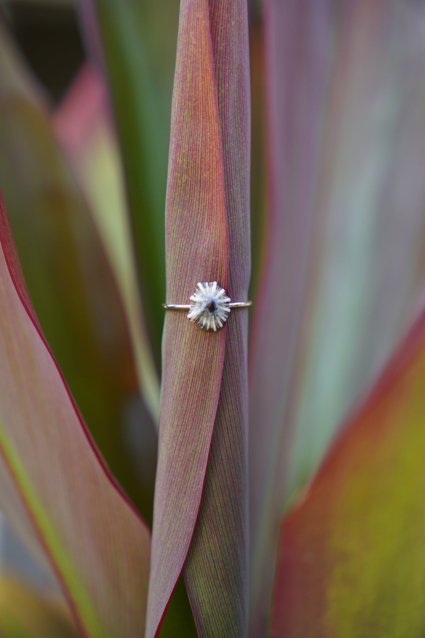 'Opihi 'awa Ring (SIZE 8)