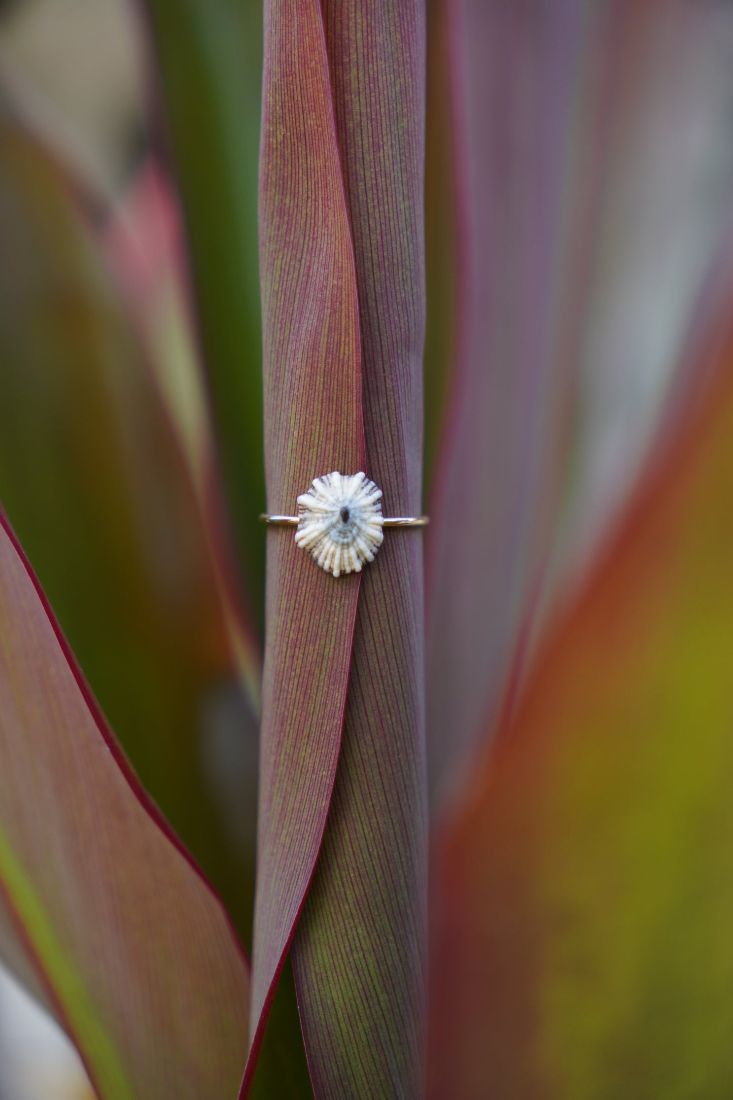 'Opihi 'awa Ring (SIZE 8)