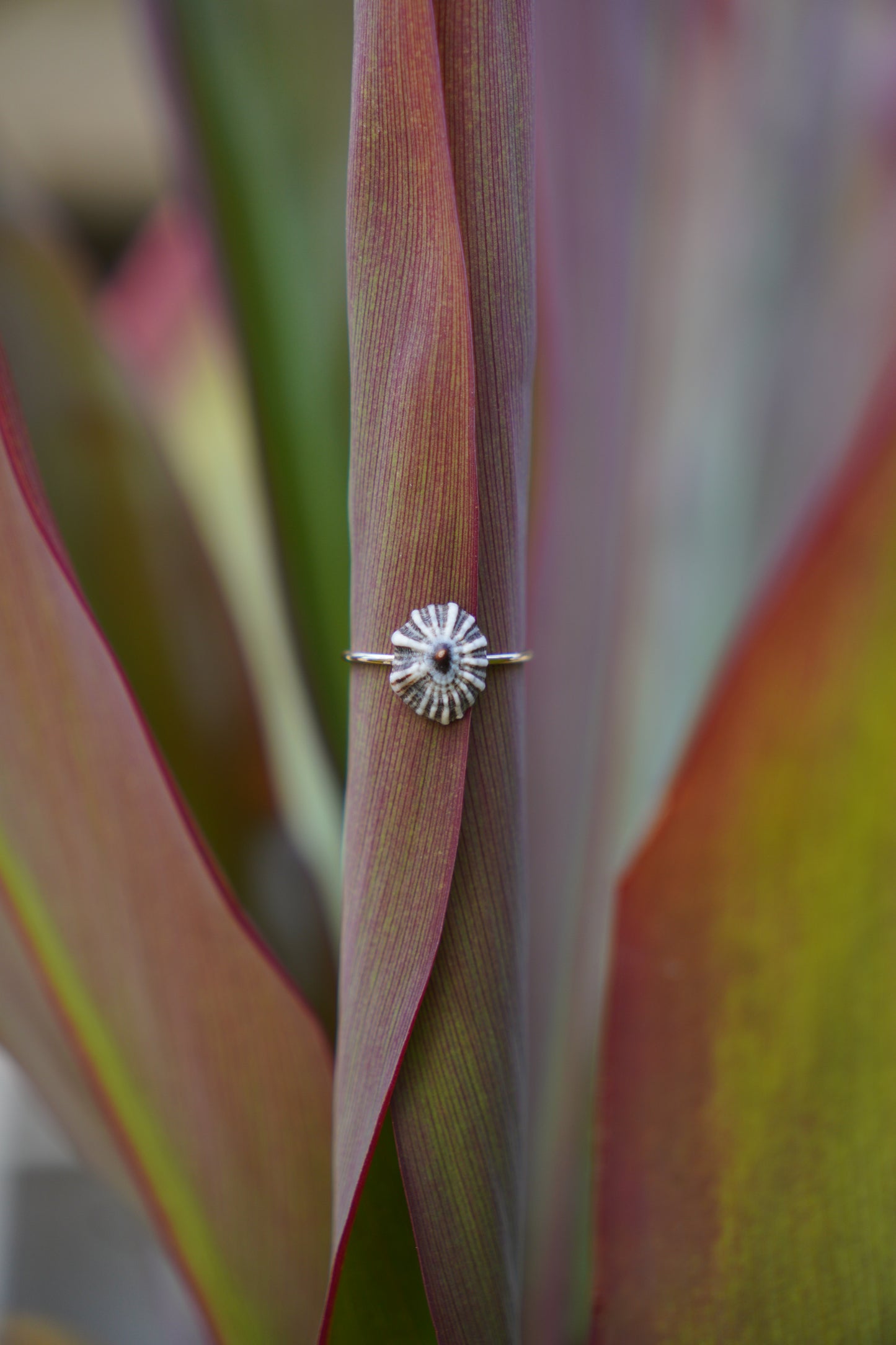 'Opihi 'awa Ring (SIZE 8)