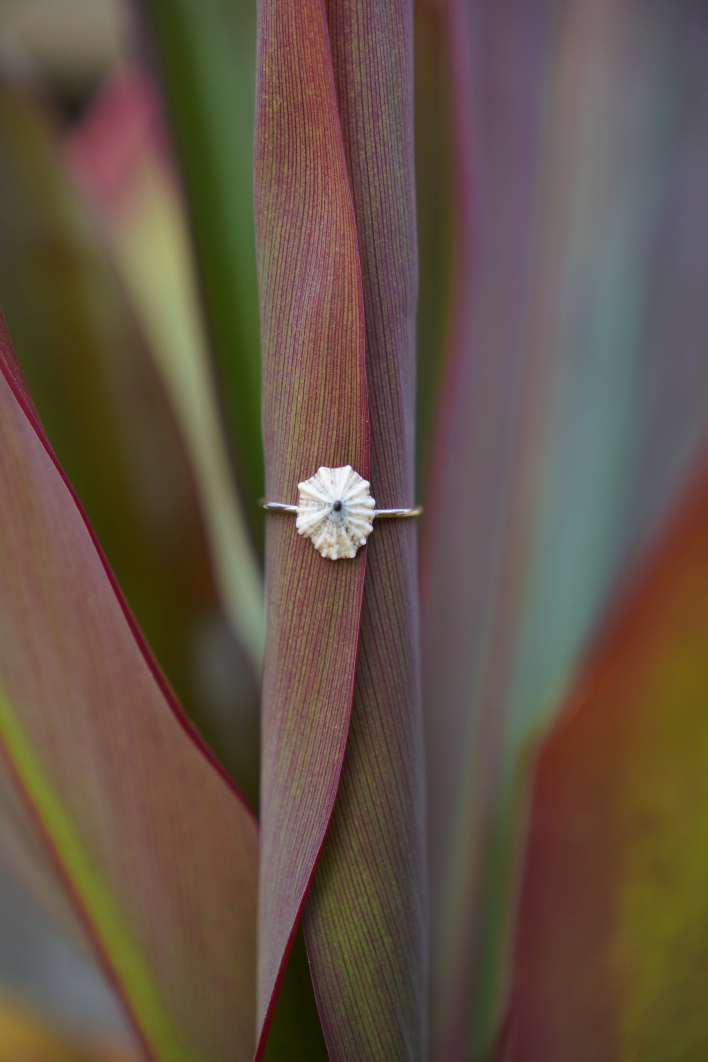 'Opihi 'awa Ring (SIZE 8)