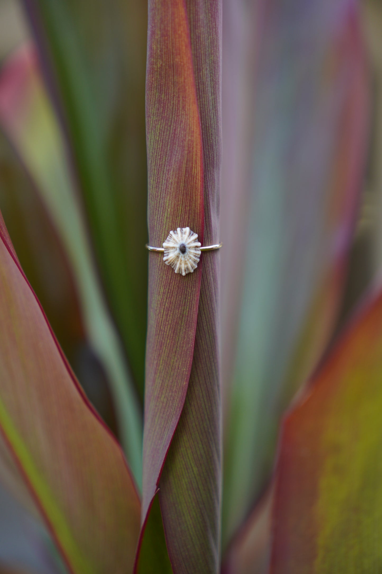 'Opihi 'awa Ring (SIZE 7)