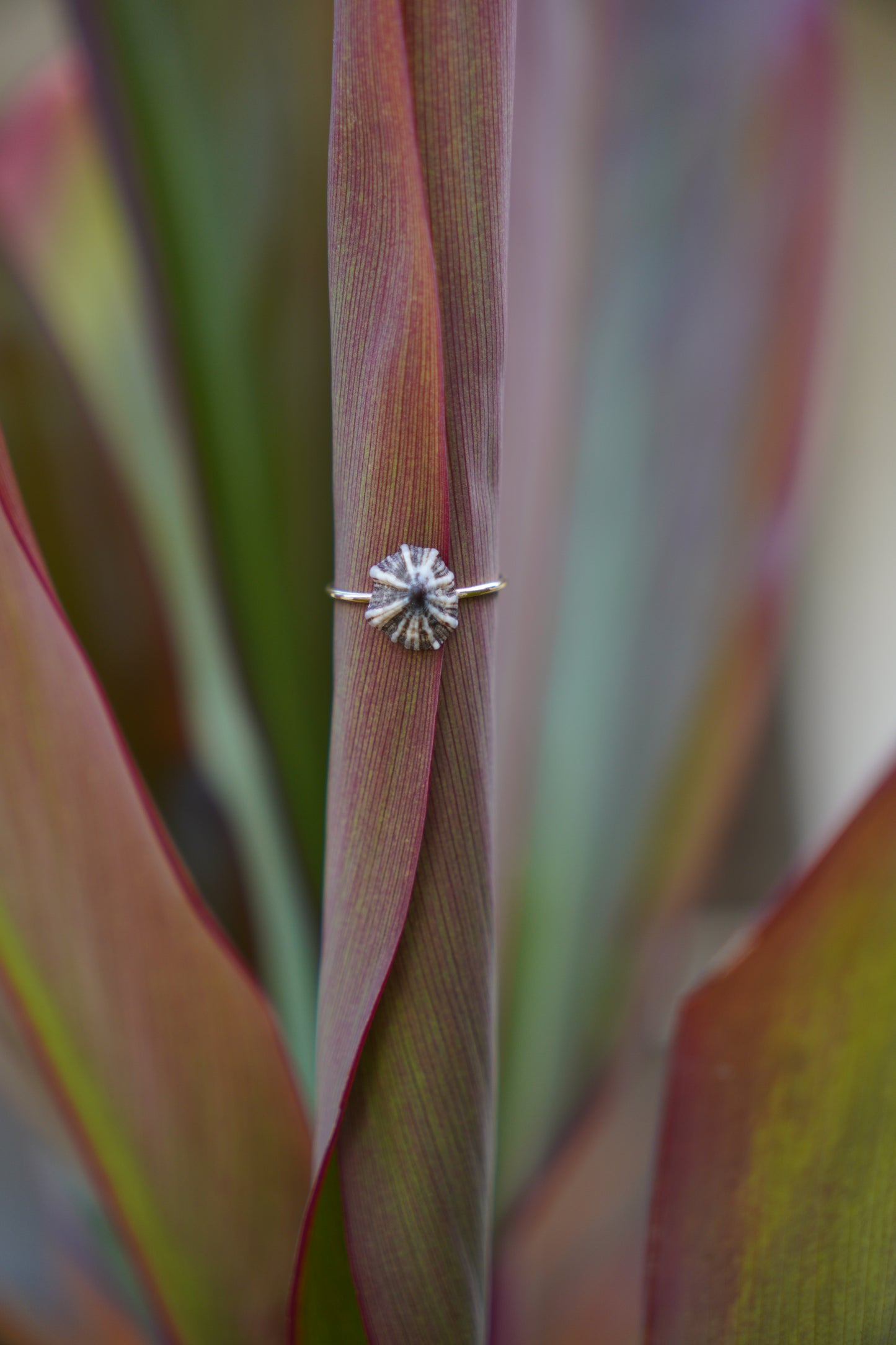 'Opihi 'awa Ring (SIZE 7)