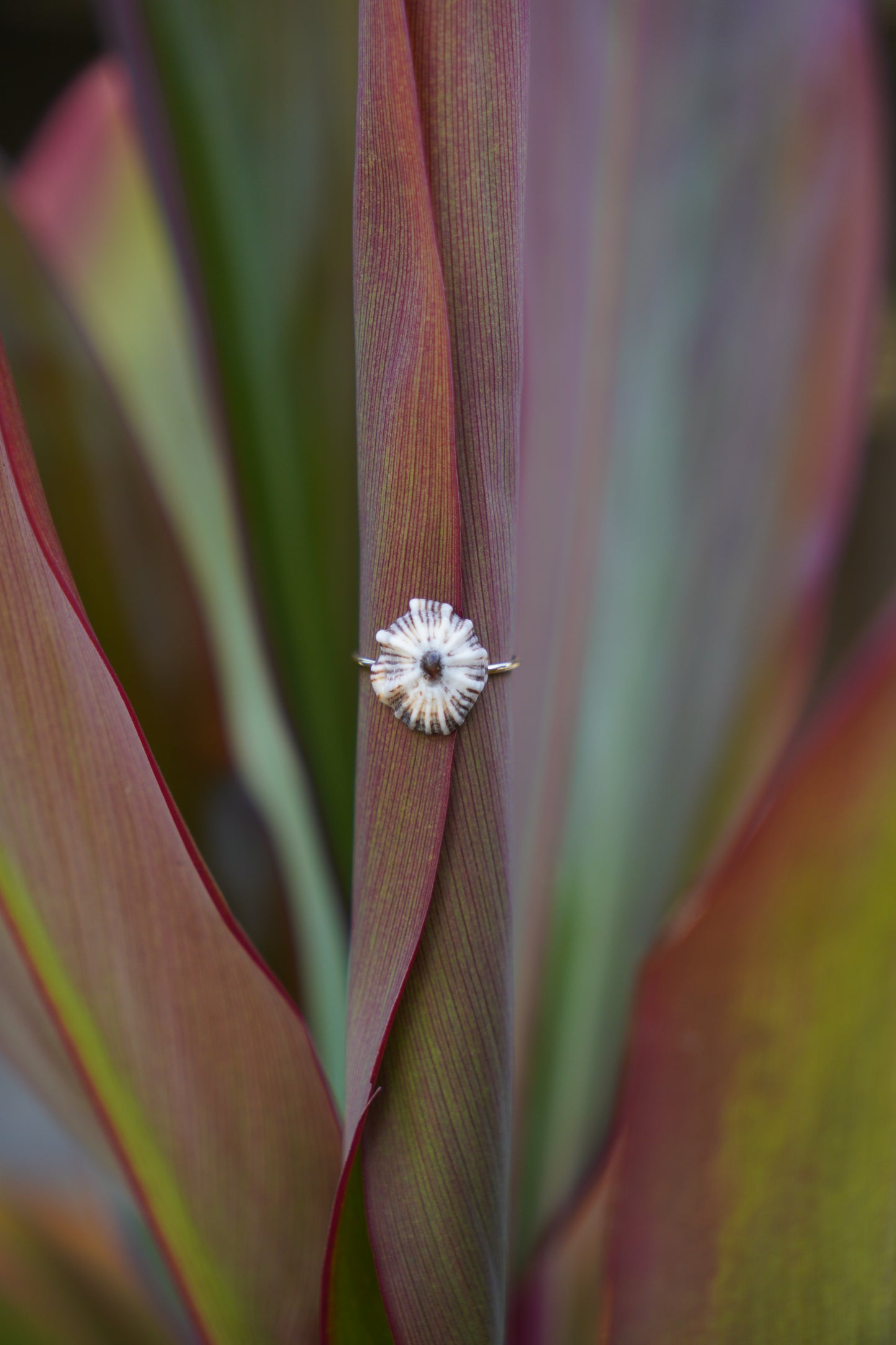 'Opihi 'awa Ring (SIZE 7)