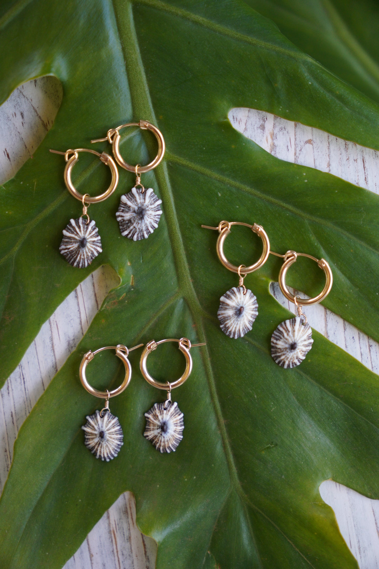 `Opihi `awa Huggie Hoop Earrings (Gold)