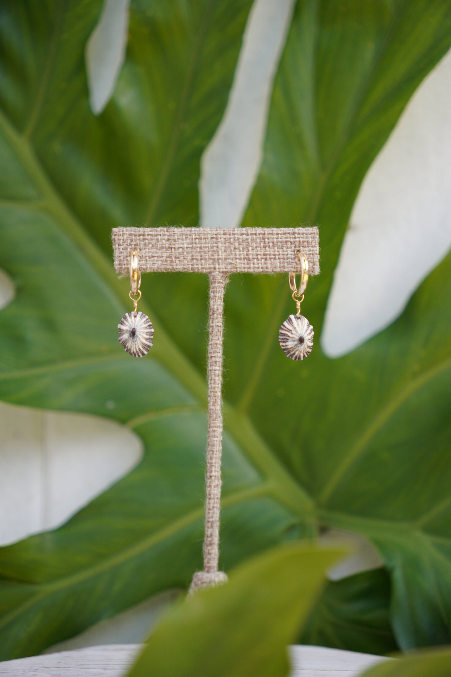`Opihi `awa Huggie Hoop Earrings (Gold)