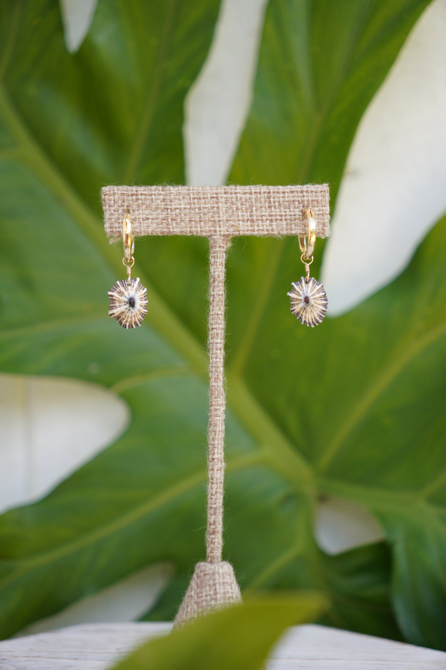 `Opihi `awa Huggie Hoop Earrings (Gold)