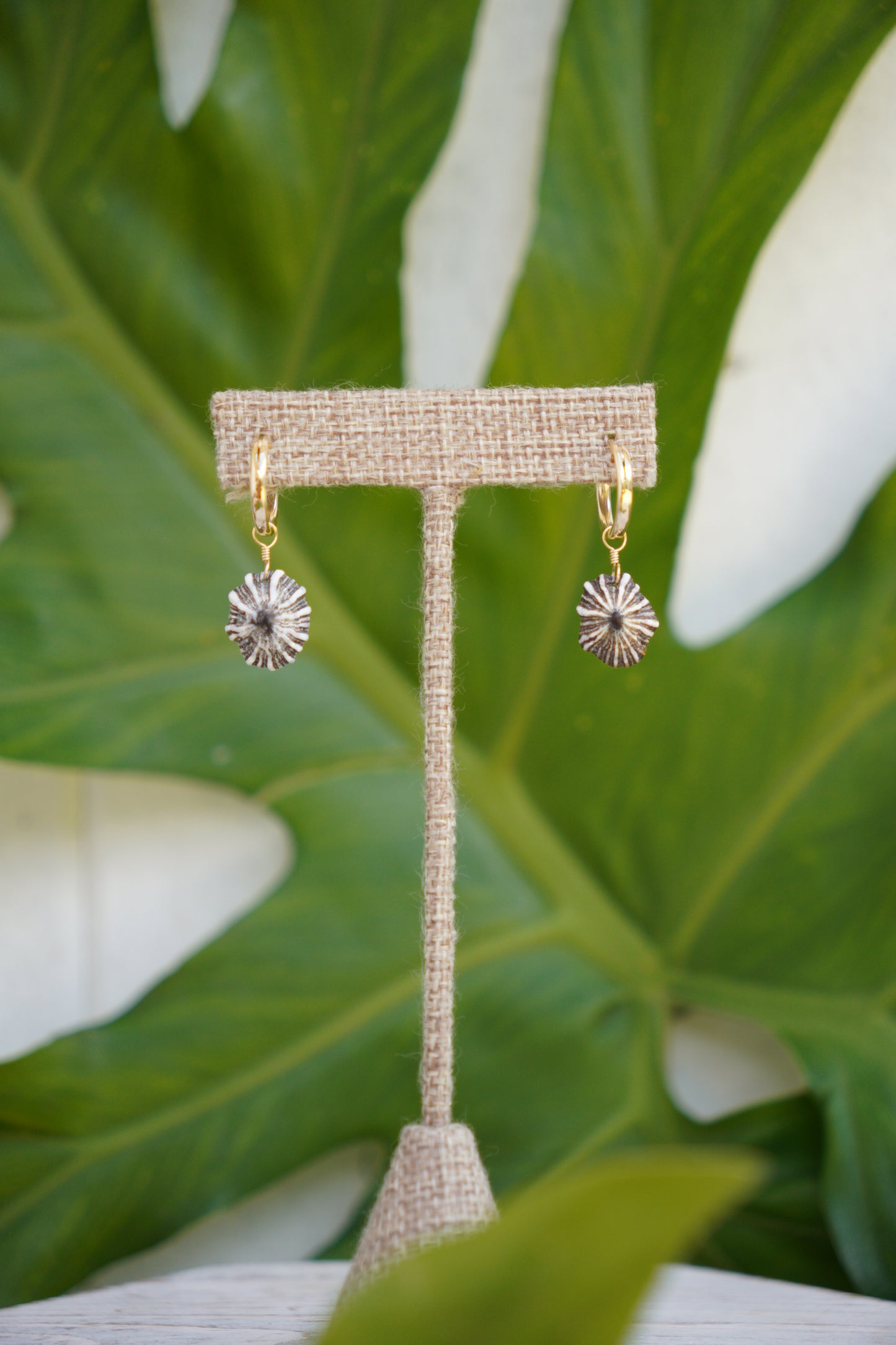 `Opihi `awa Huggie Hoop Earrings (Gold)
