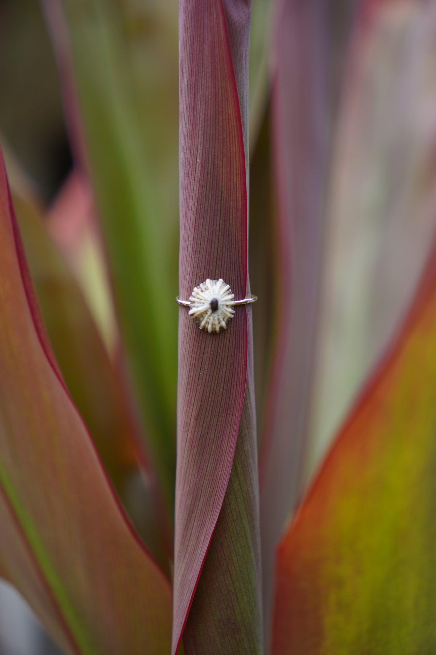 'Opihi 'awa Ring (SIZE 6)