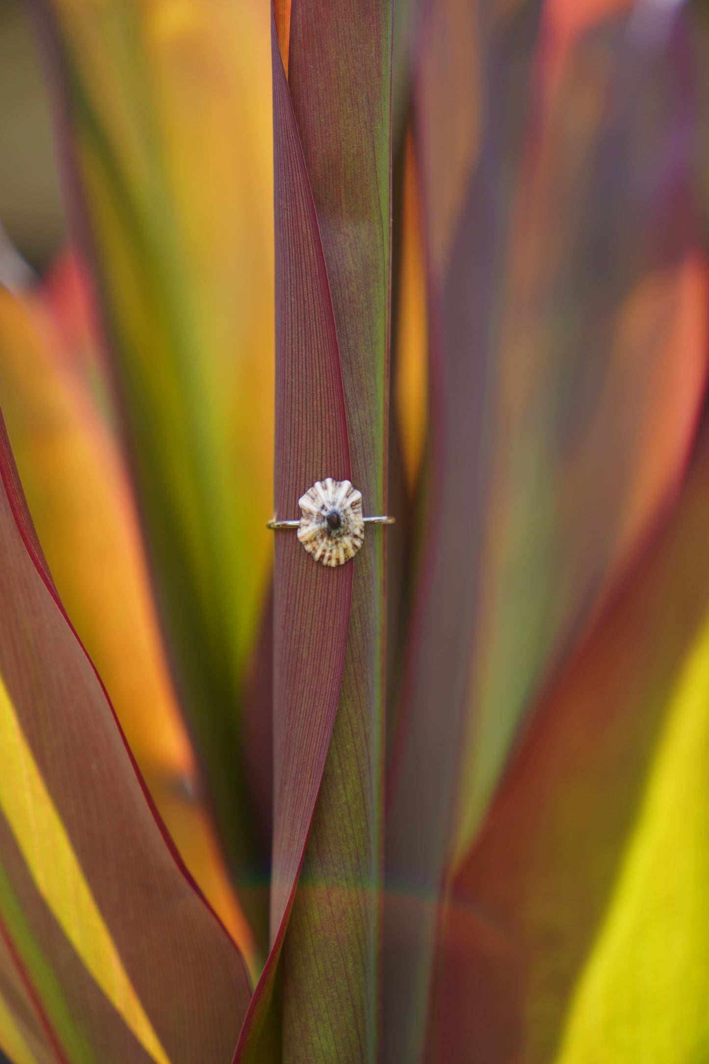 'Opihi 'awa Ring (SIZE 5)