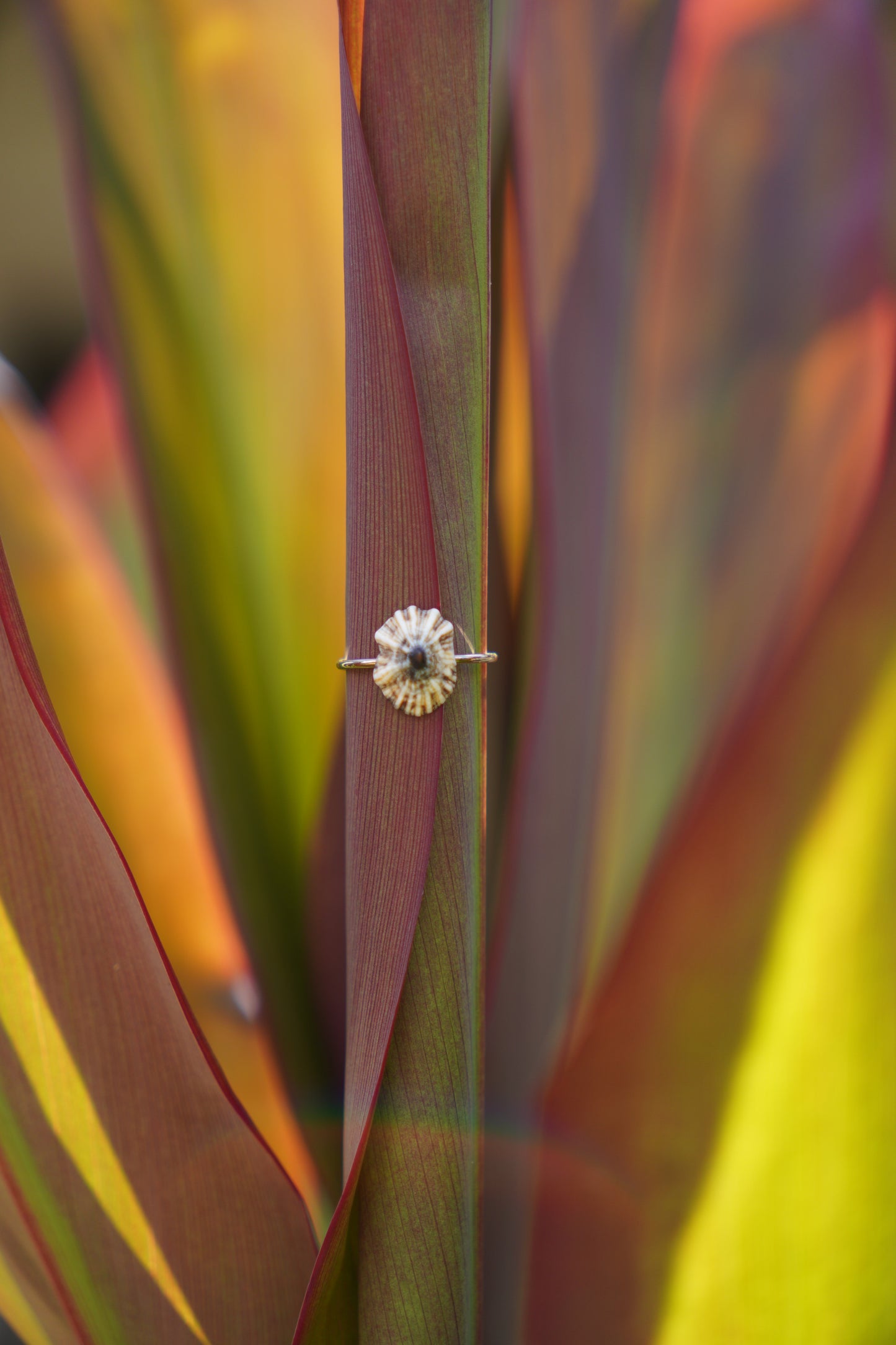 'Opihi 'awa Ring (SIZE 5)