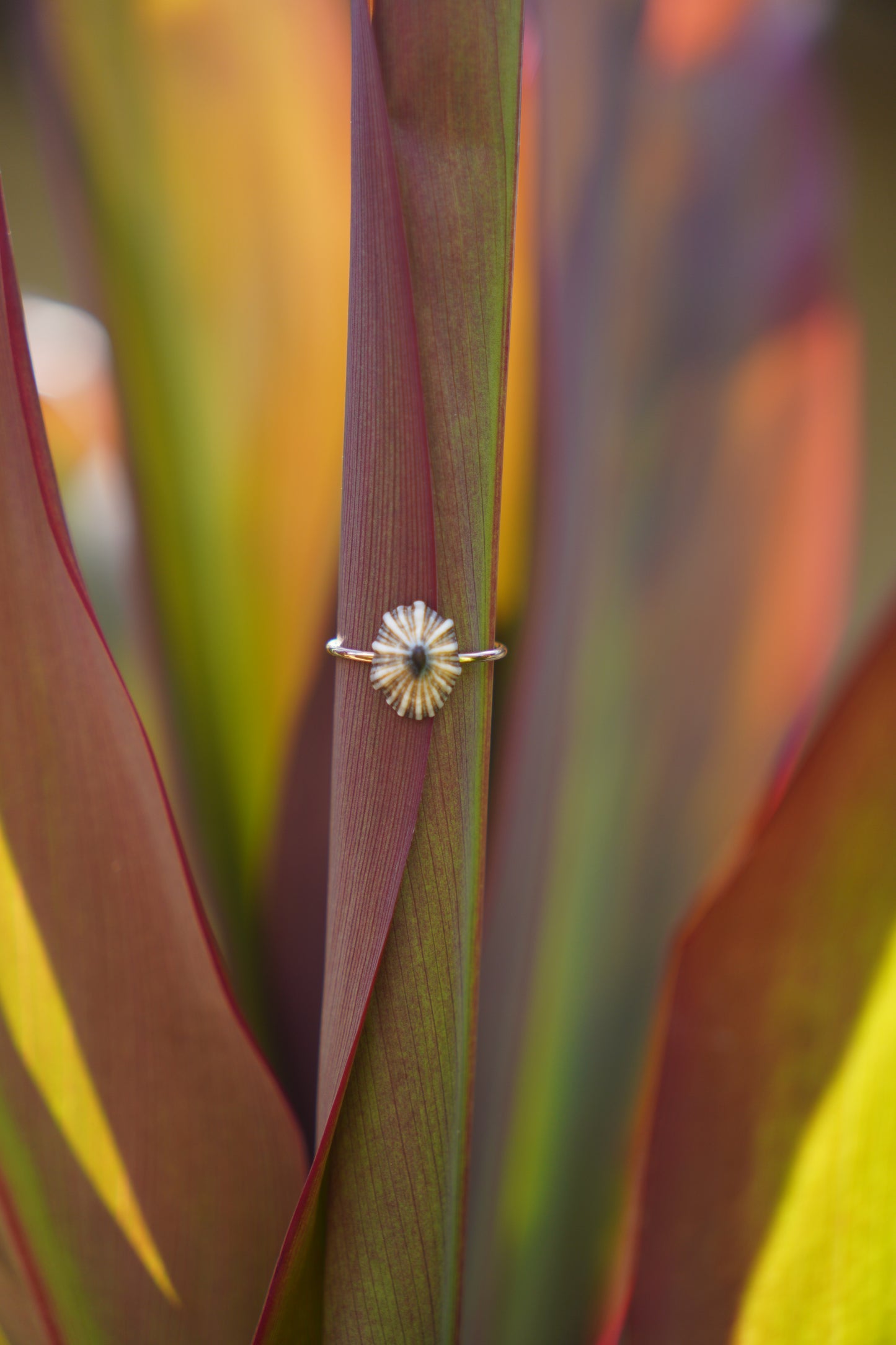 'Opihi 'awa Ring (SIZE 5)
