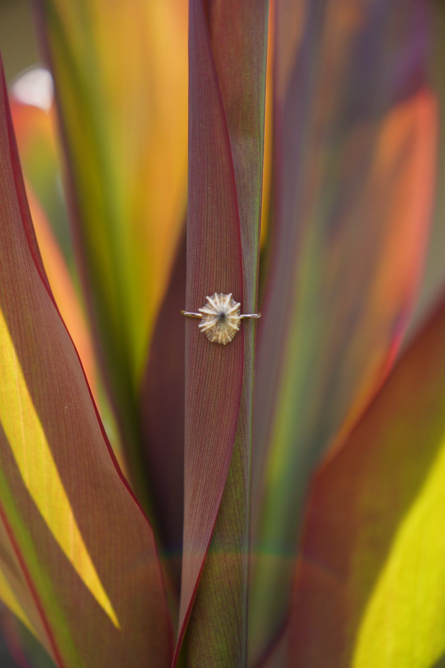 'Opihi 'awa Ring (SIZE 5)