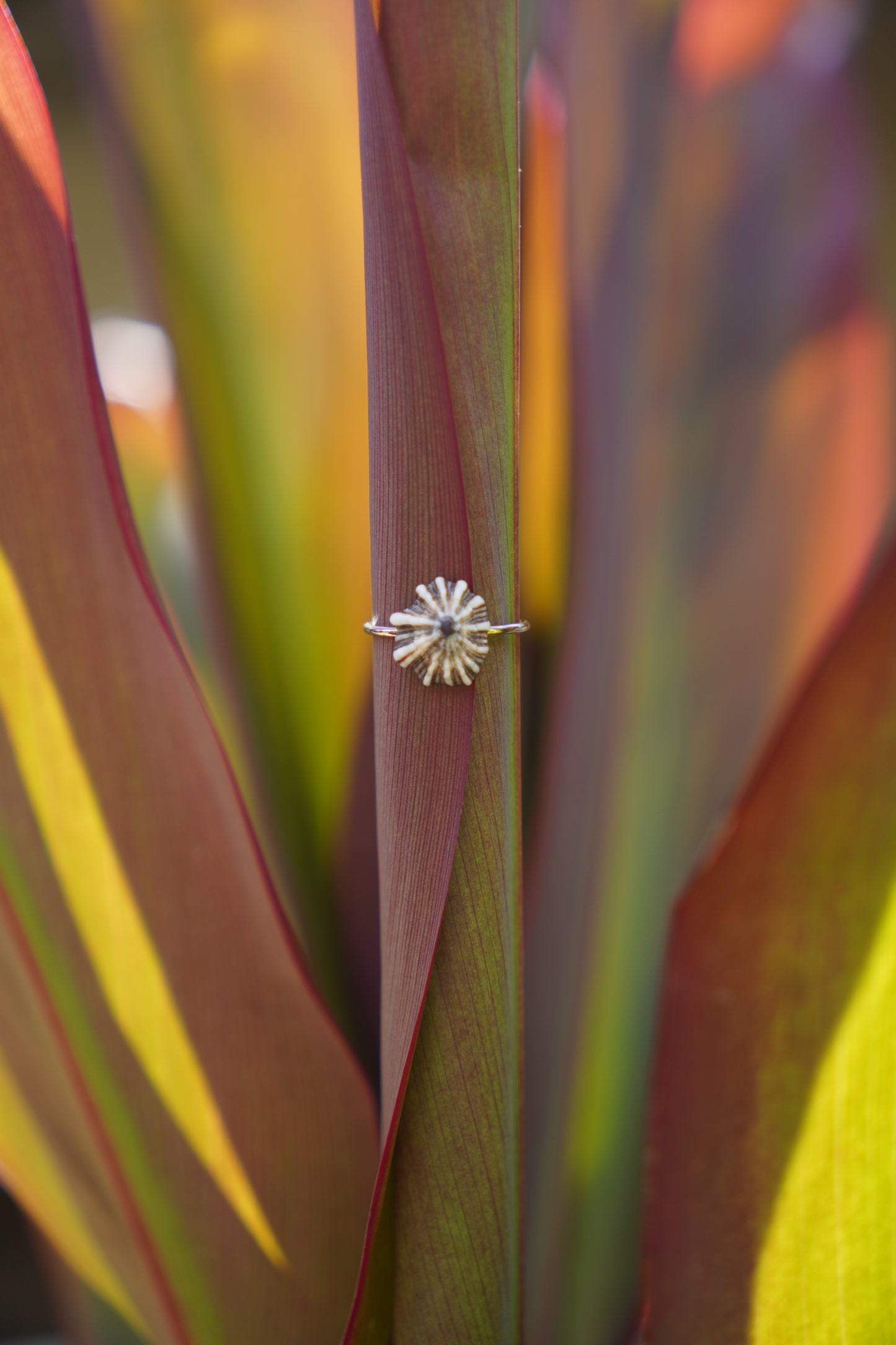'Opihi 'awa Ring (SIZE 5)
