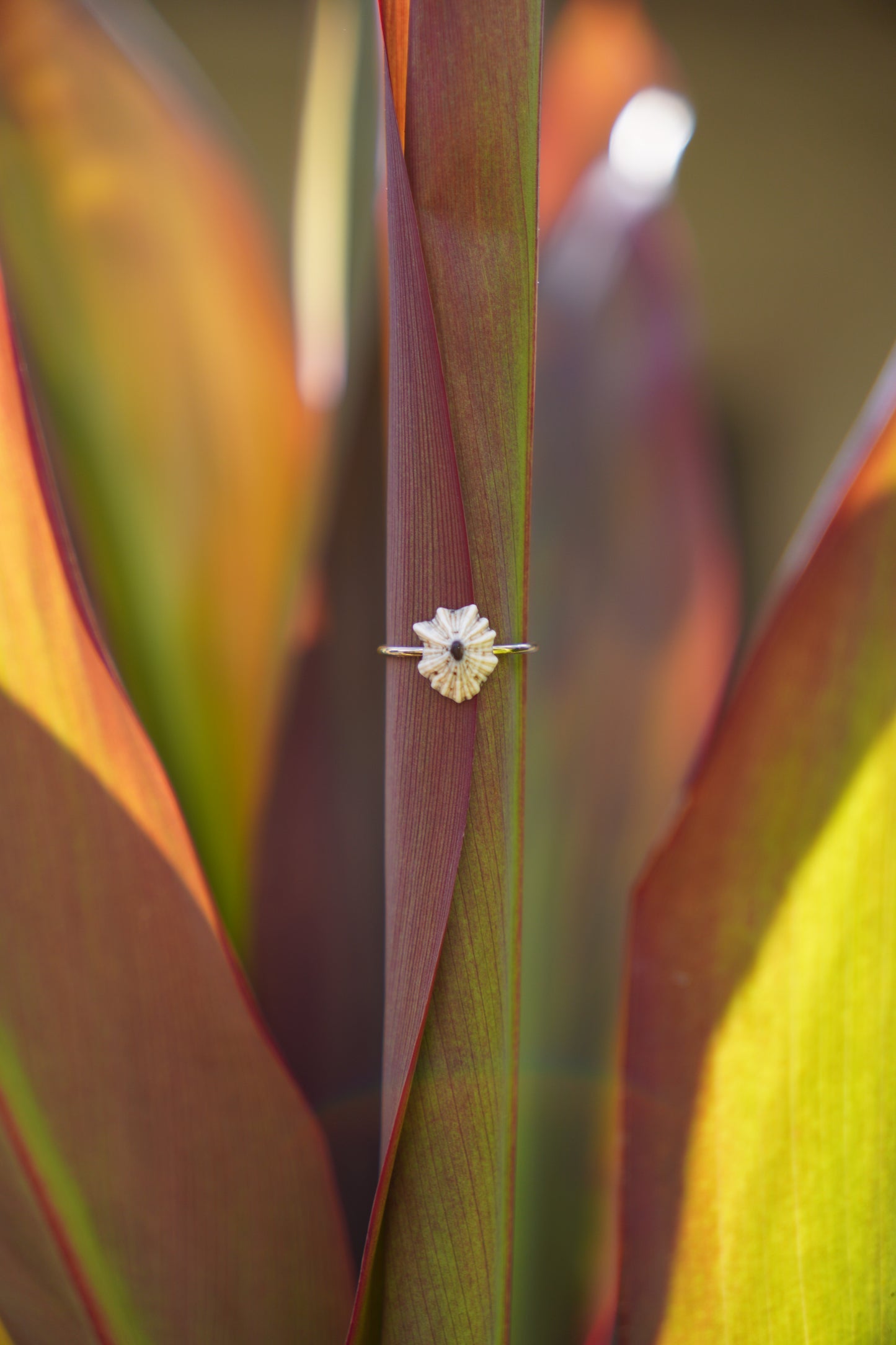 'Opihi 'awa Ring (SIZE 5)