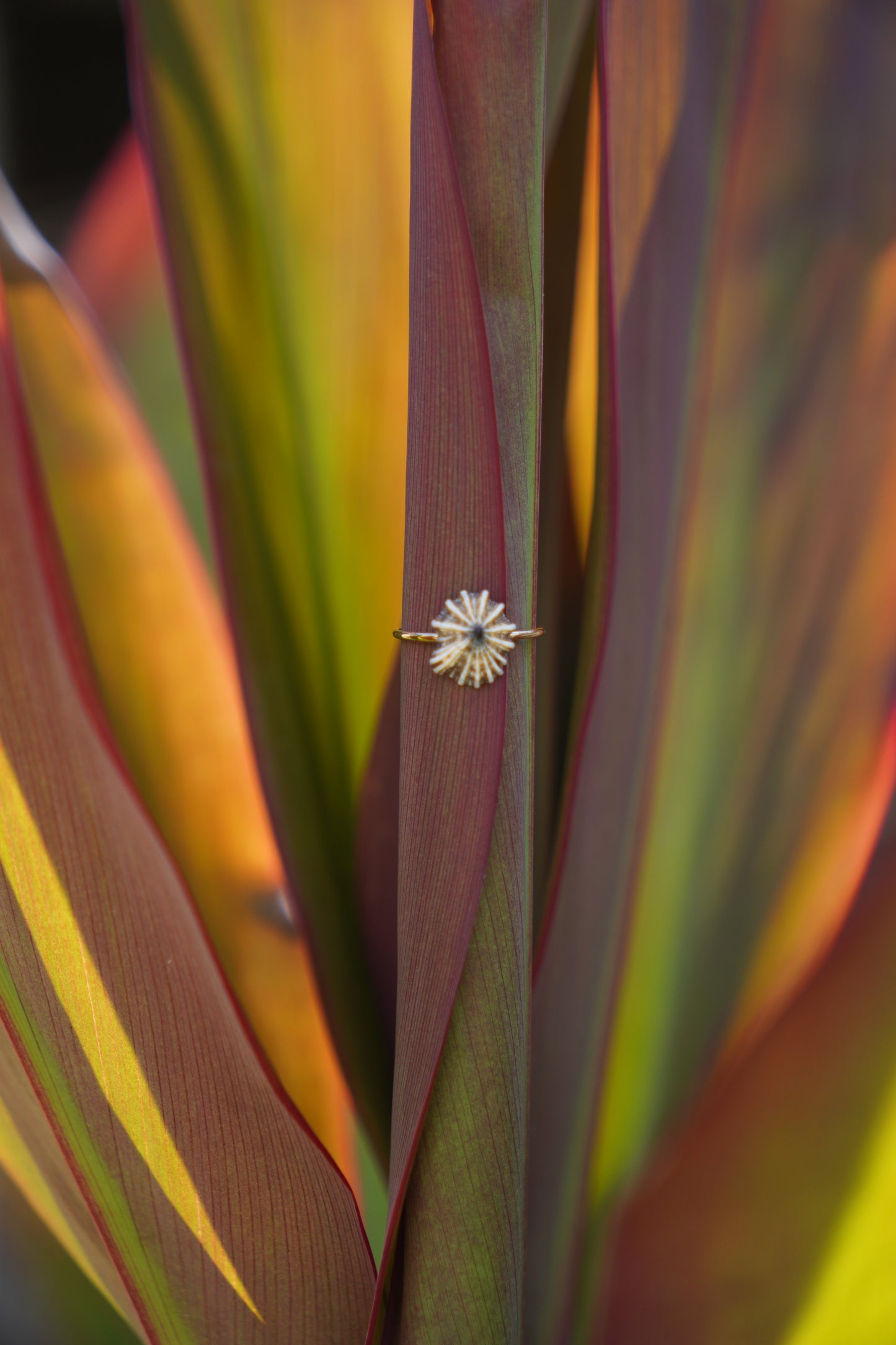 'Opihi 'awa Ring (SIZE 5)