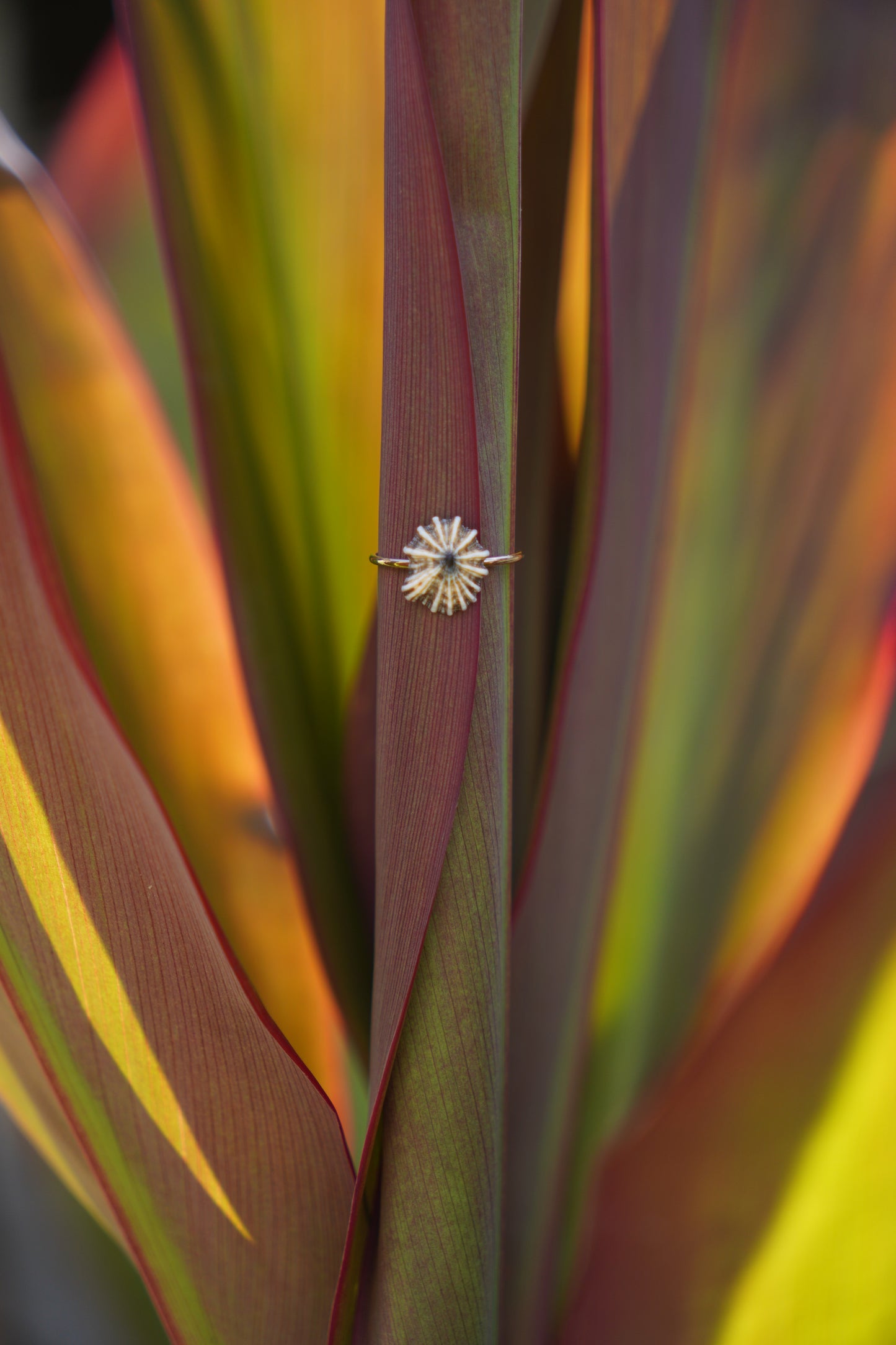 'Opihi 'awa Ring (SIZE 5)