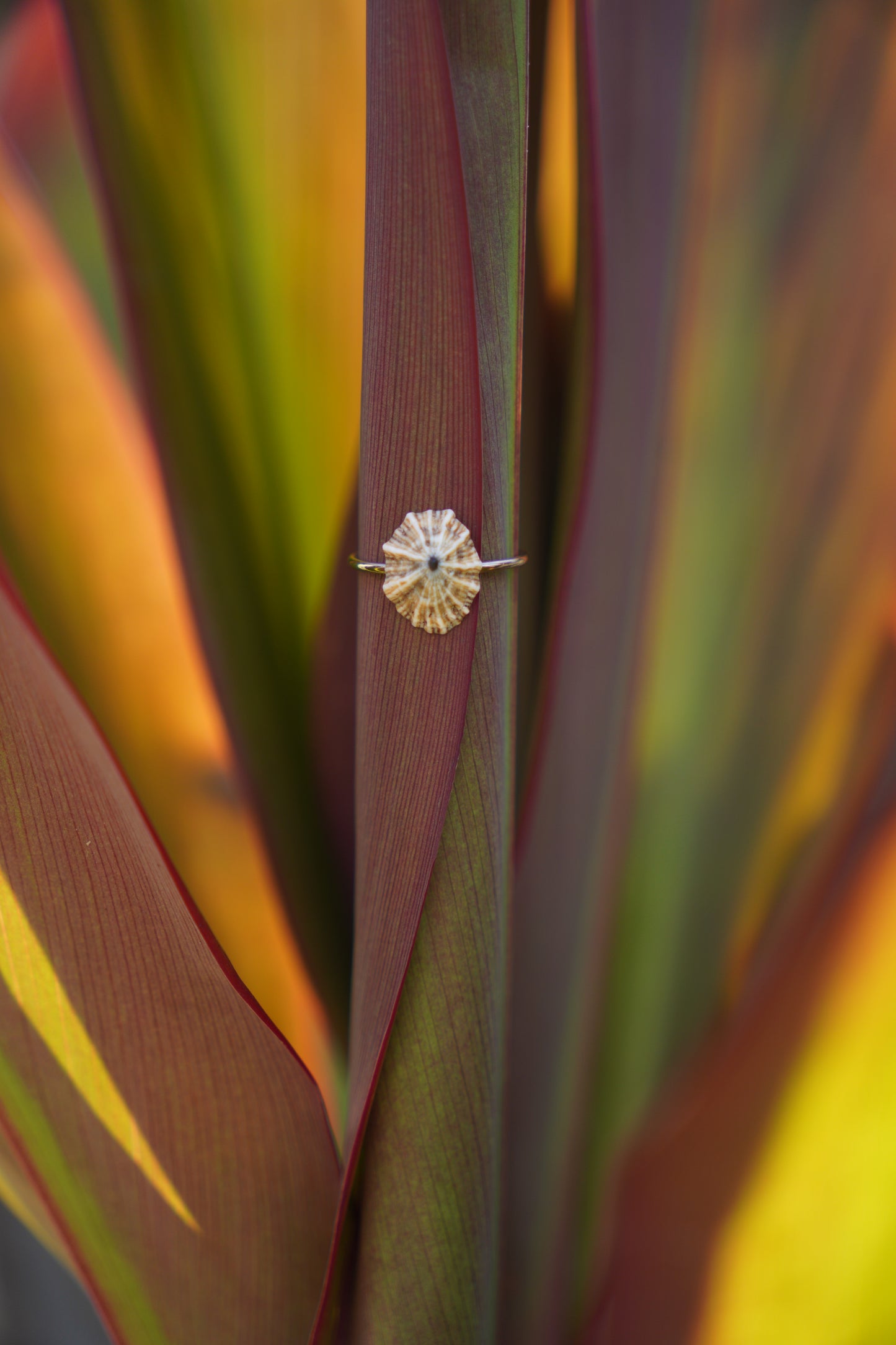 'Opihi 'awa Ring (SIZE 5)