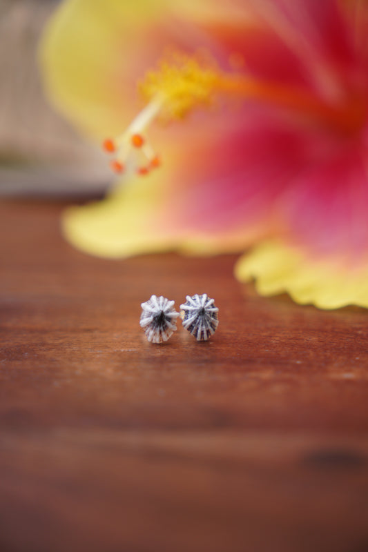 `Opihi `awa Studs