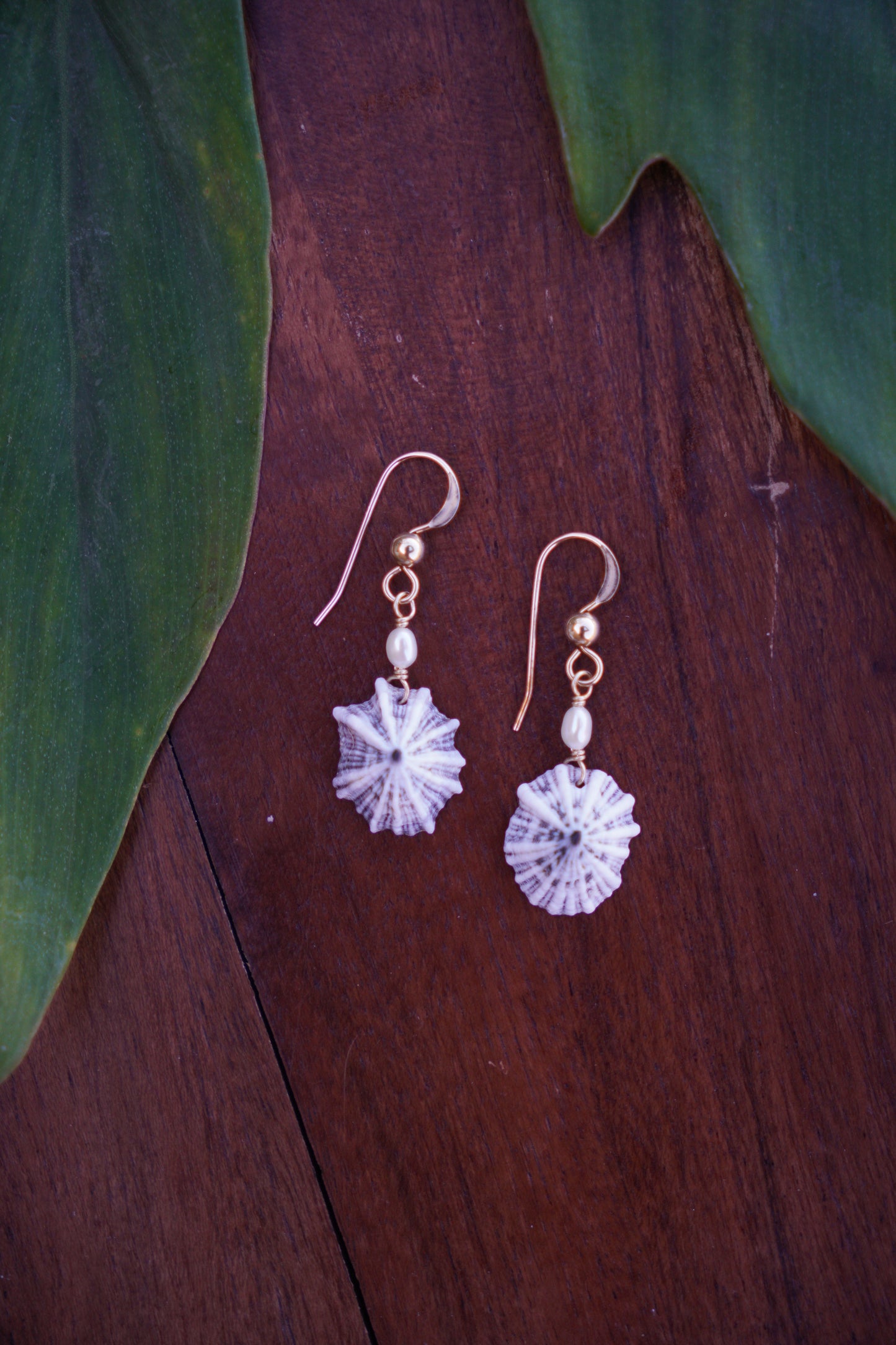 Simple `Opihi `awa Earrings