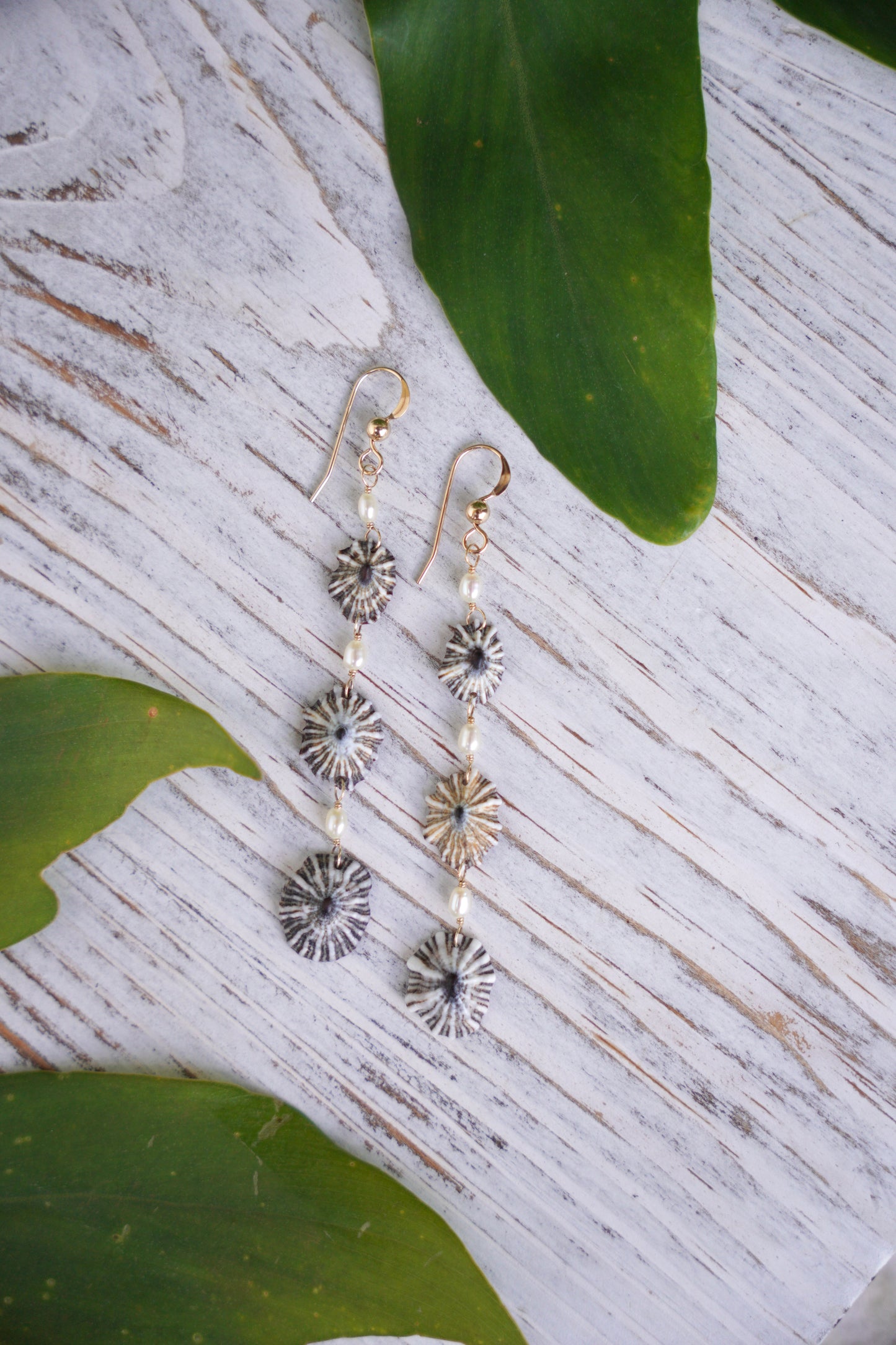 Endless 'Opihi 'awa Earrings
