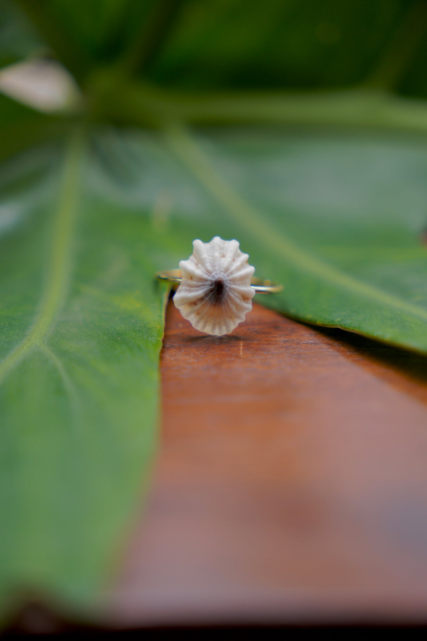 'Opihi 'awa Ring (SIZE 8)