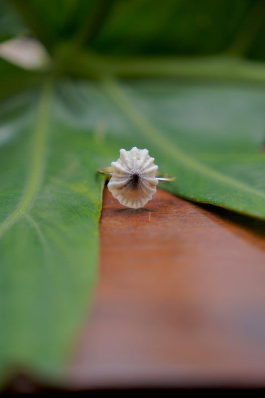 'Opihi 'awa Ring (SIZE 8)