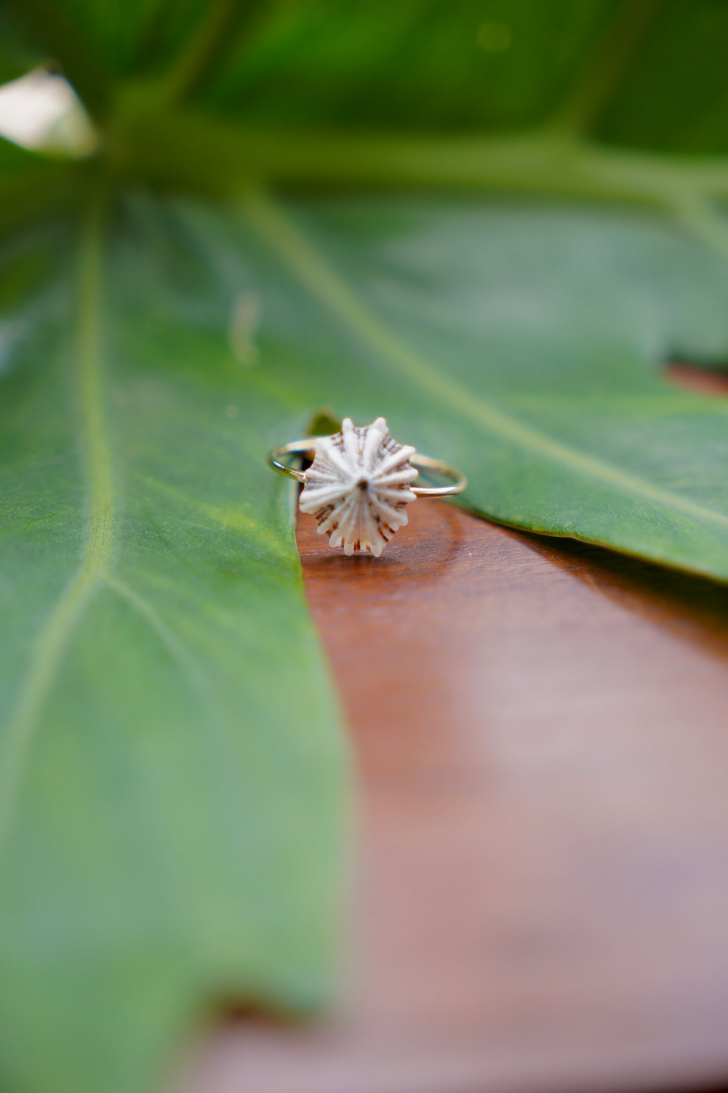 'Opihi 'awa Ring (SIZE 7)