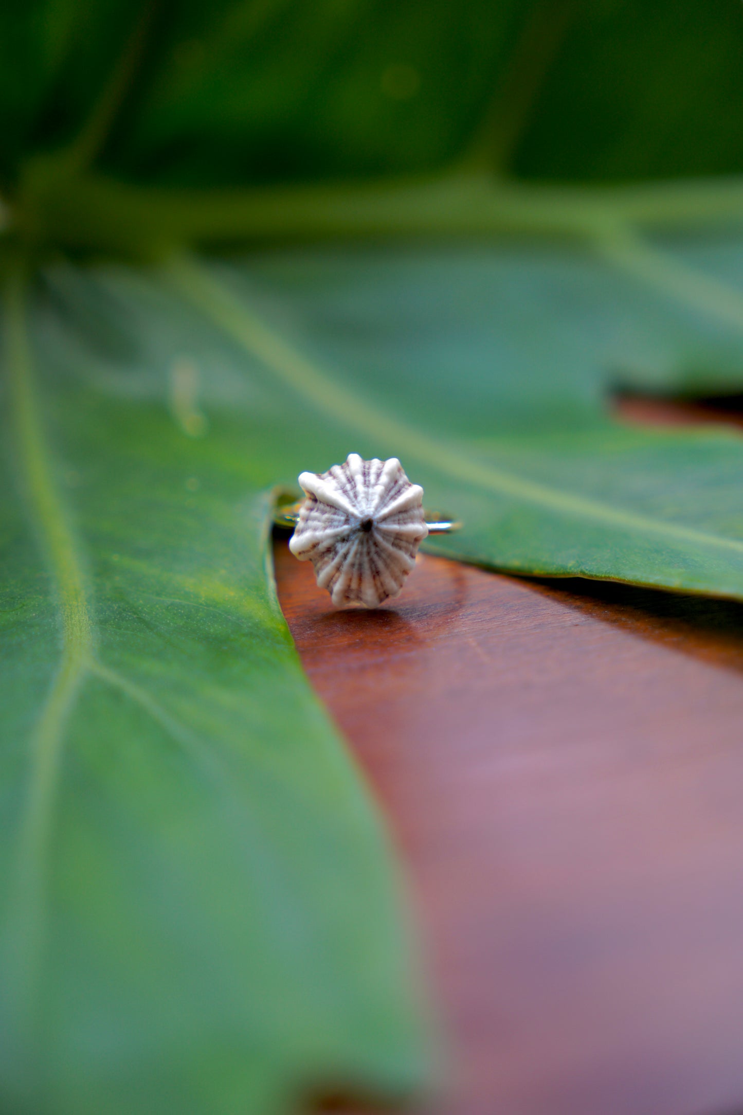 'Opihi 'awa Ring (SIZE 5)