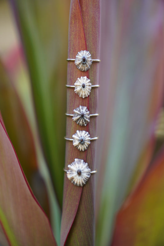 'Opihi 'awa Ring (SIZE 7)