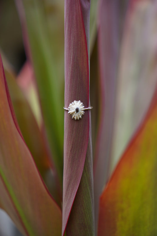 'Opihi 'awa Ring (SIZE 6)