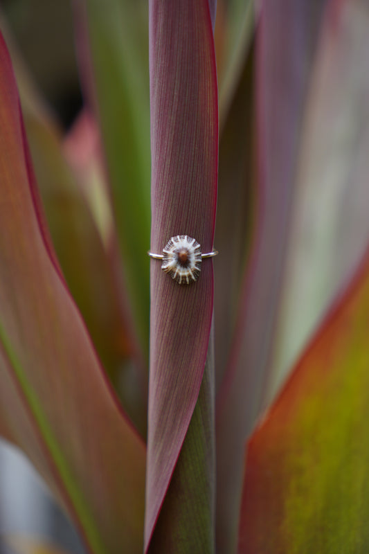 'Opihi 'awa Ring (SIZE 6)