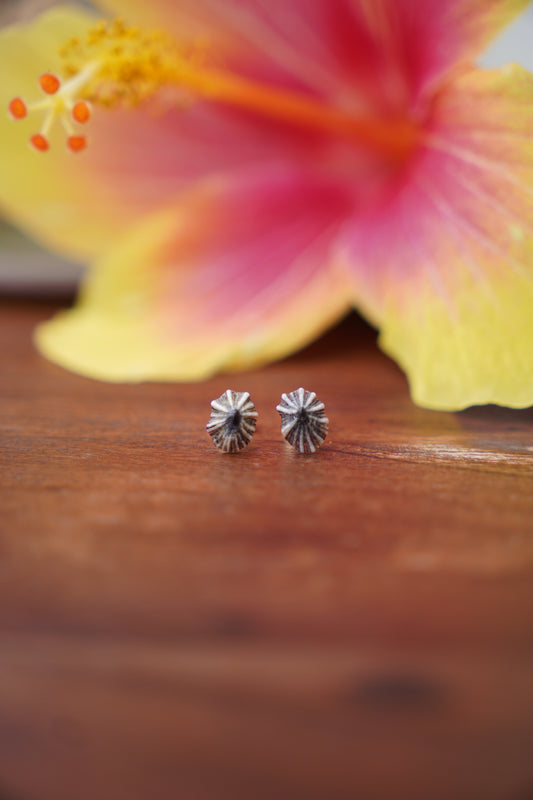 `Opihi `awa Studs