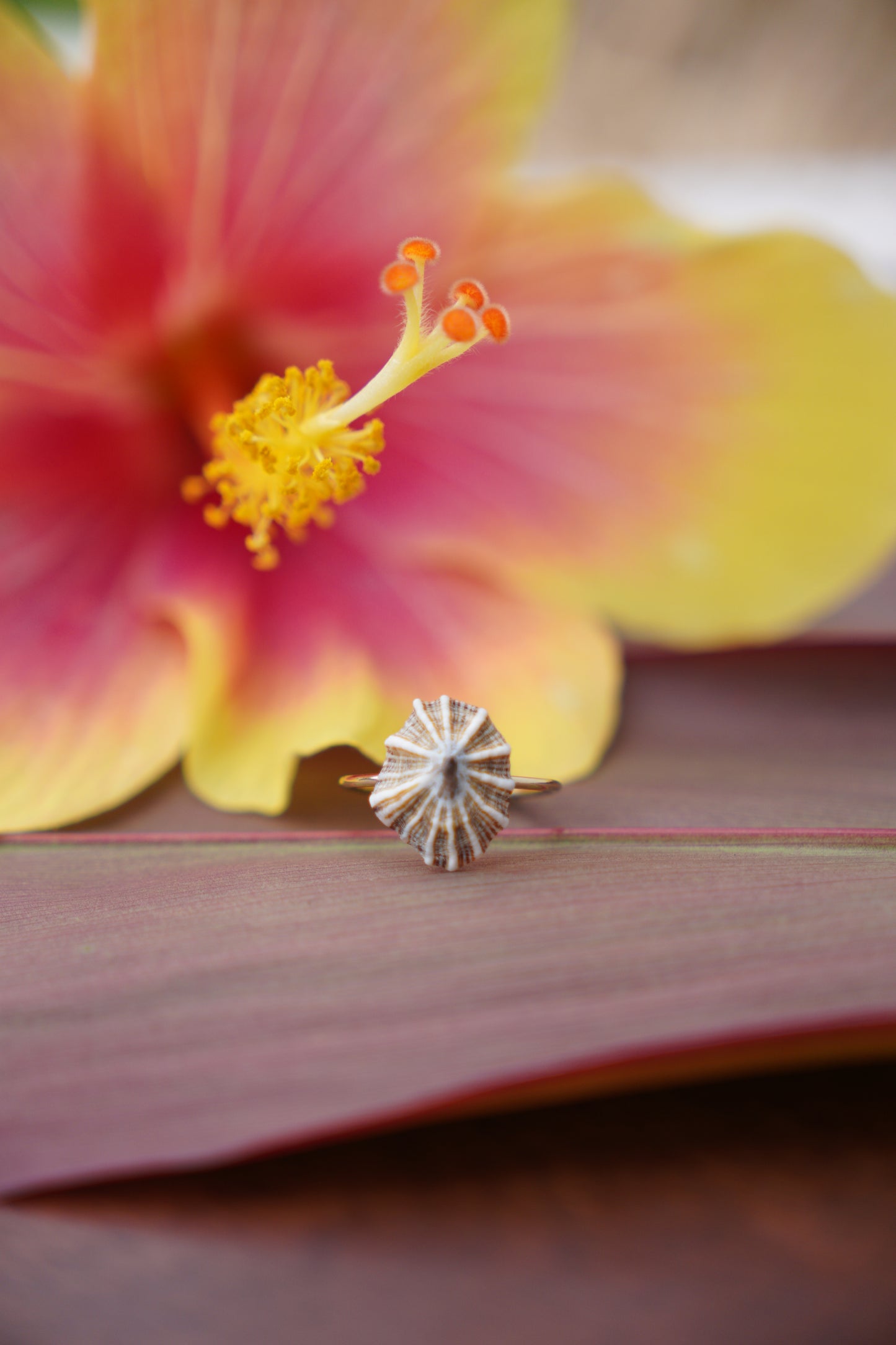 'Opihi 'awa Ring (SIZE 6)
