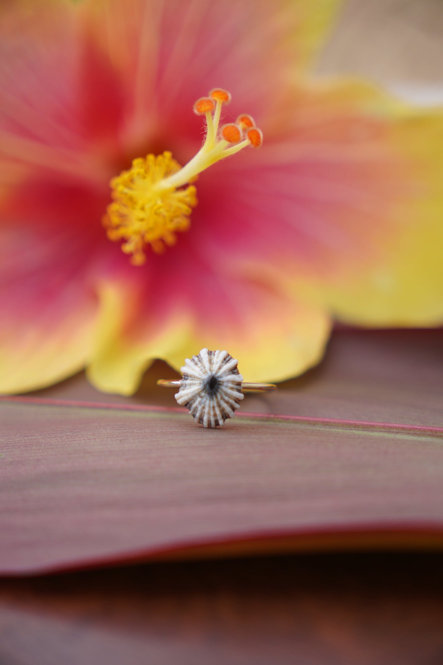 'Opihi 'awa Ring (SIZE 6)