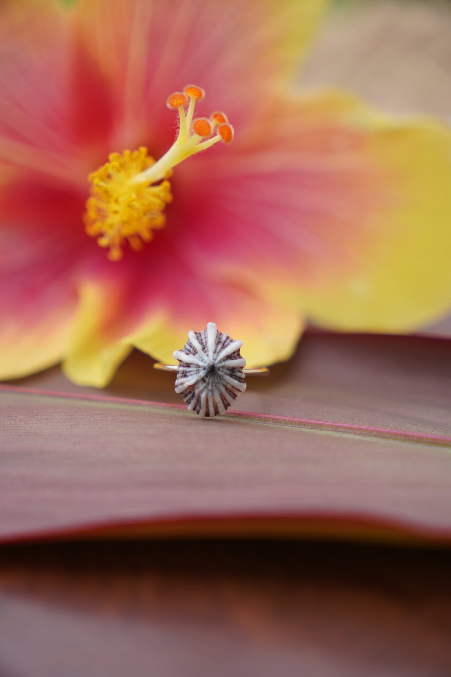 'Opihi 'awa Ring (SIZE 6)