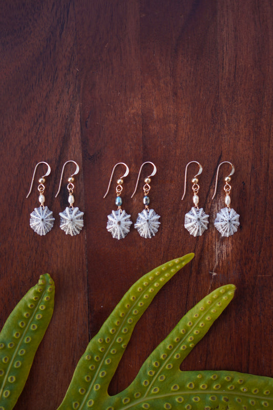 Simple `Opihi `awa Earrings