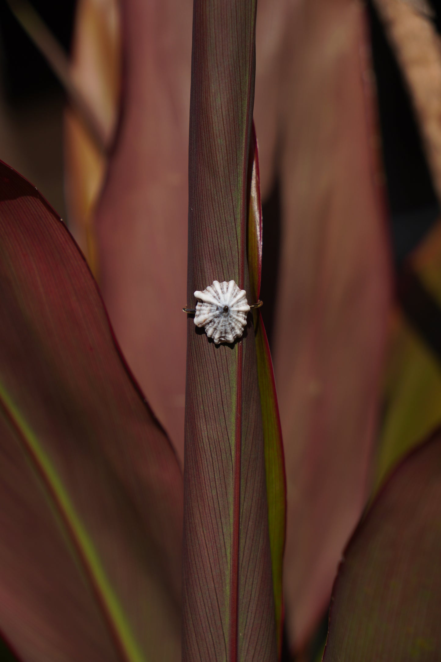 'Opihi 'awa Ring (SIZE 5)