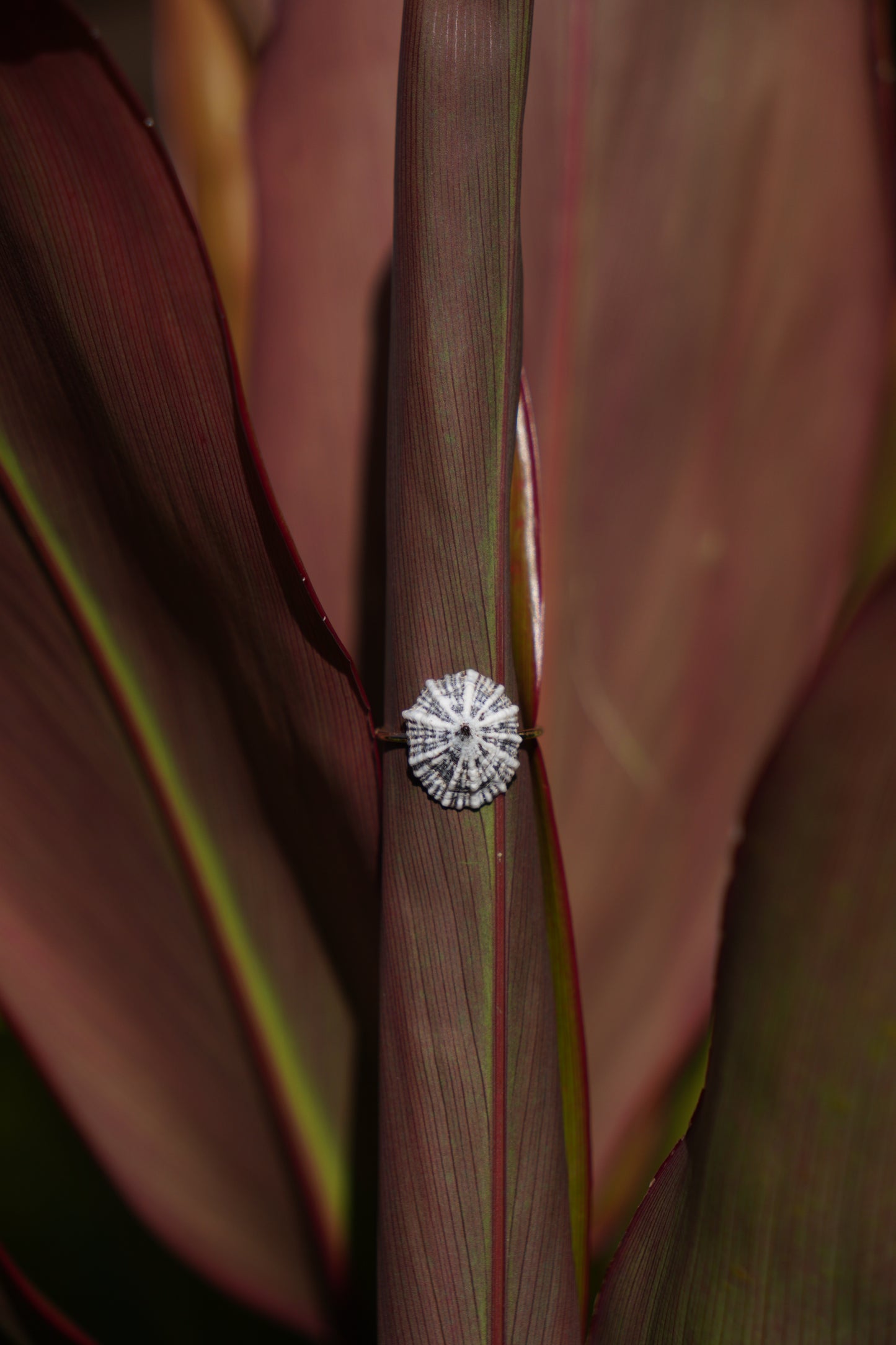 'Opihi 'awa Ring (SIZE 5)