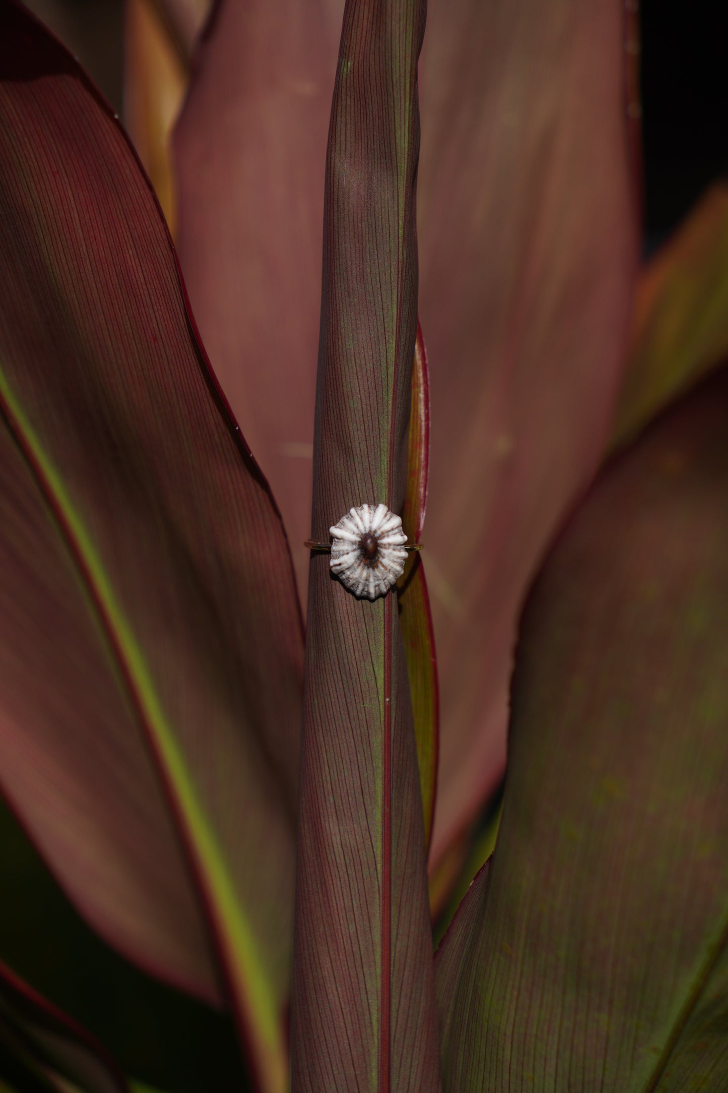 'Opihi 'awa Ring (SIZE 5)