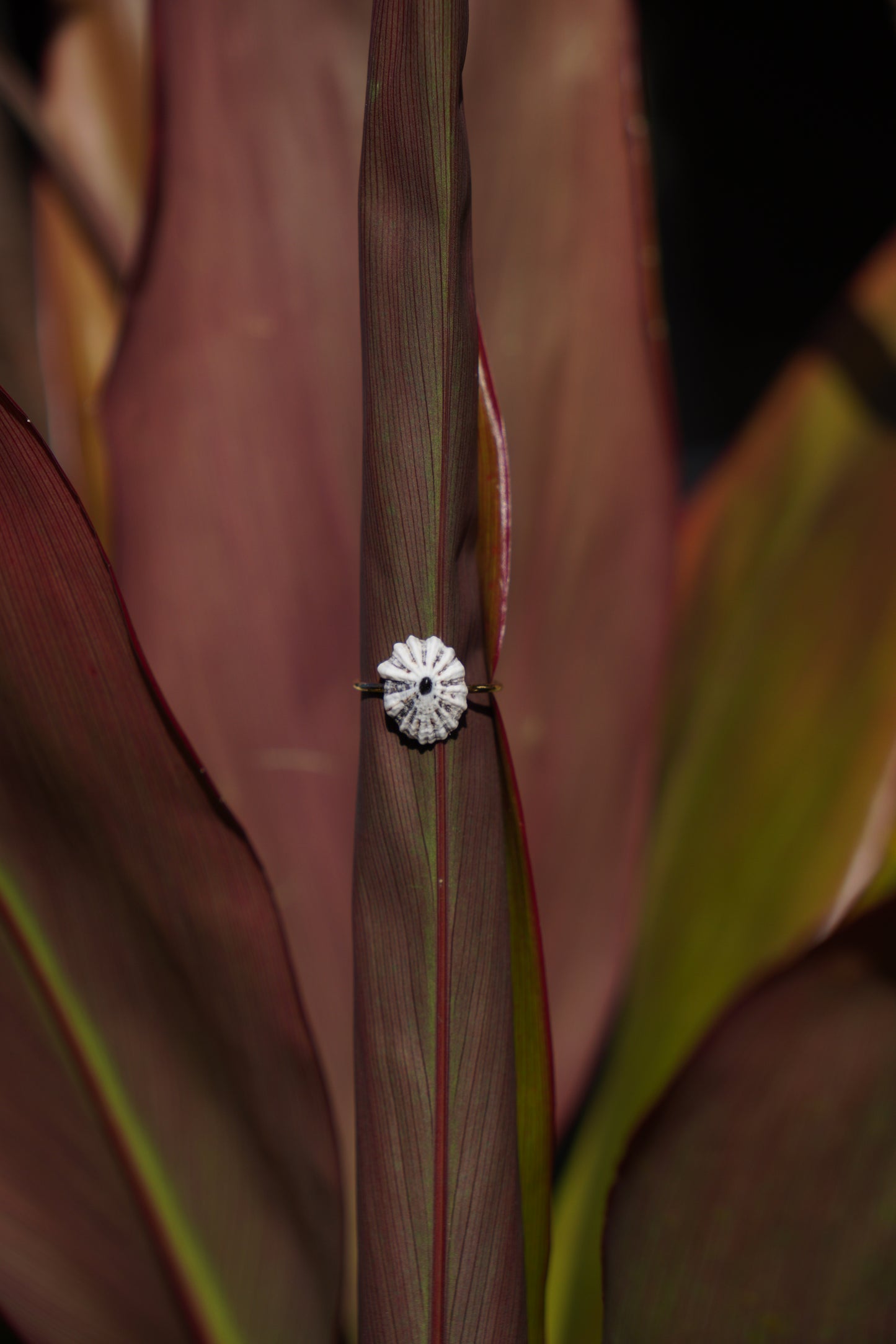 'Opihi 'awa Ring (SIZE 5)