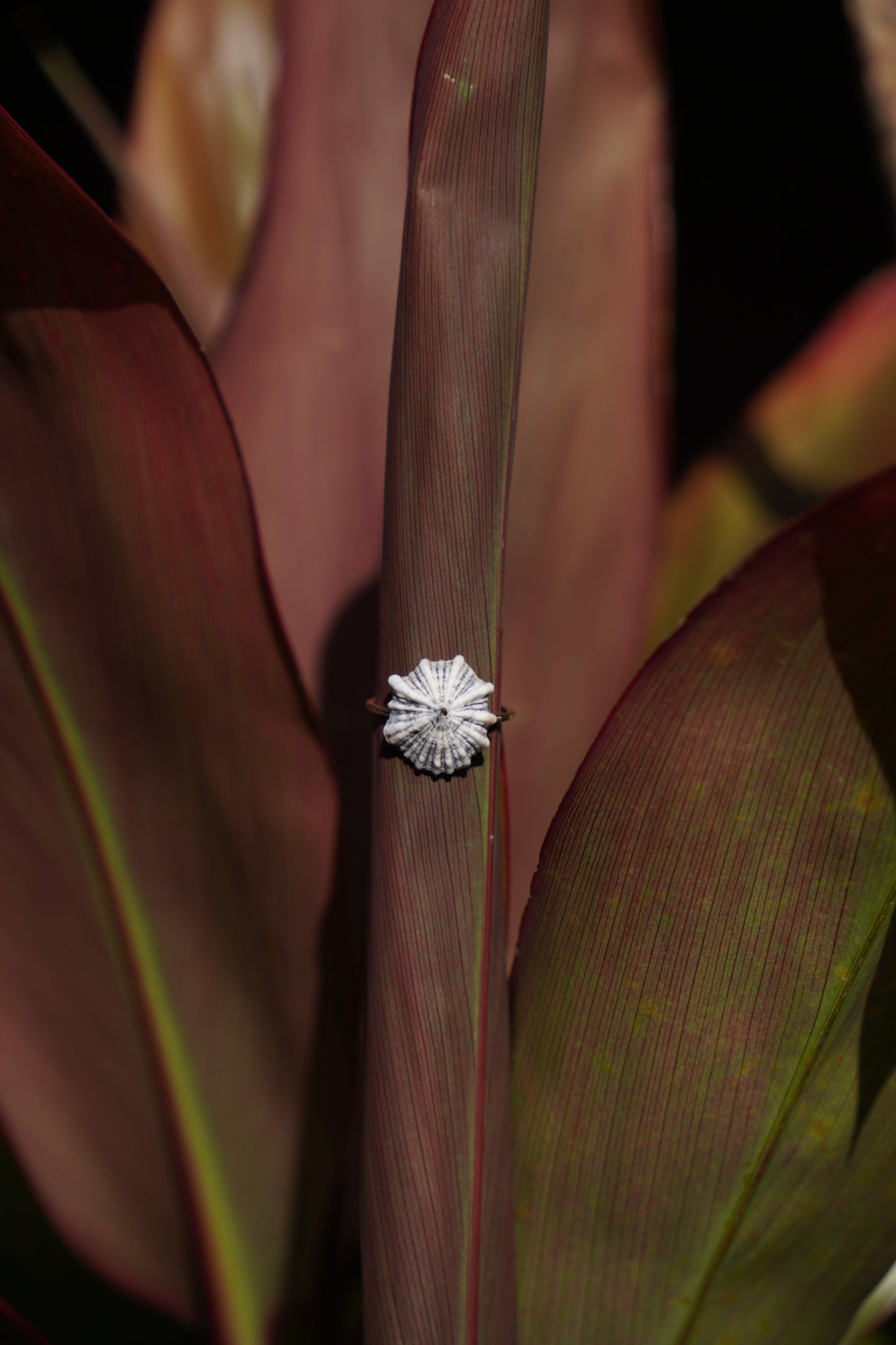 'Opihi 'awa Ring (SIZE 6)