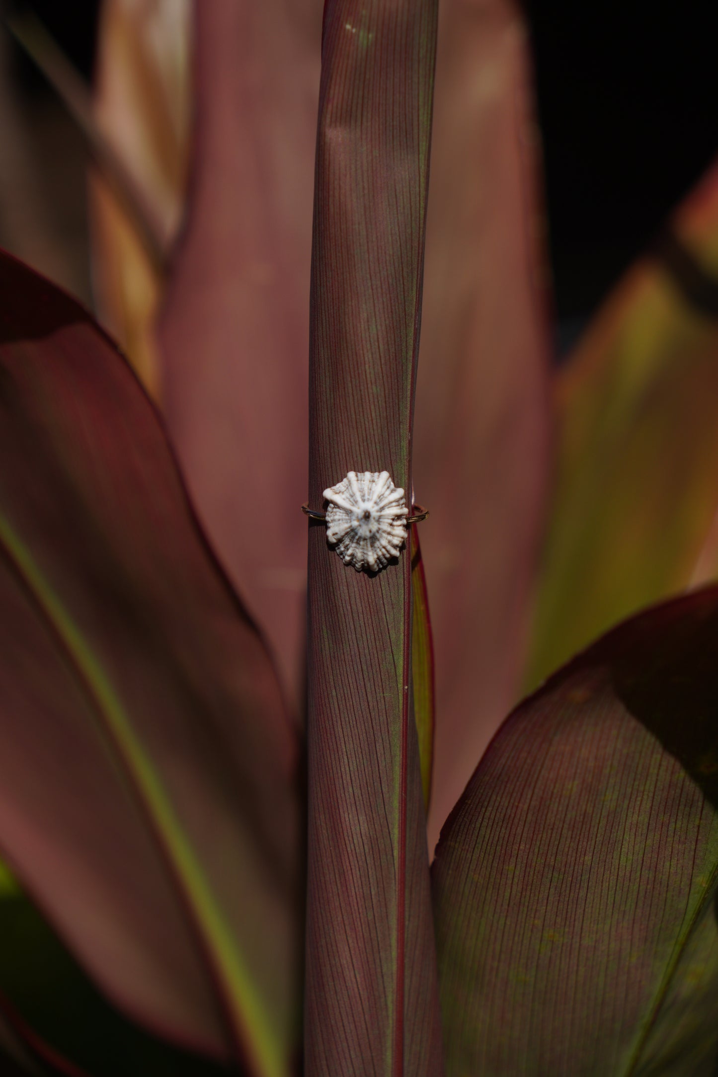 'Opihi 'awa Ring (SIZE 6)