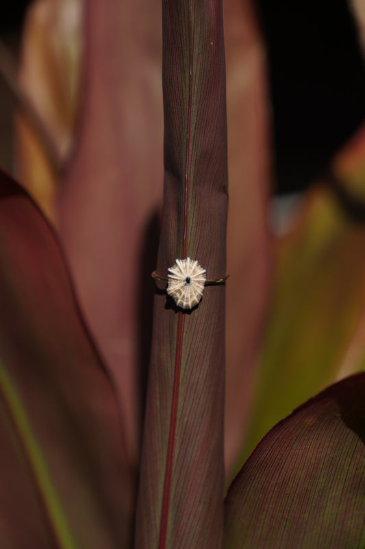 'Opihi 'awa Ring (SIZE 8)
