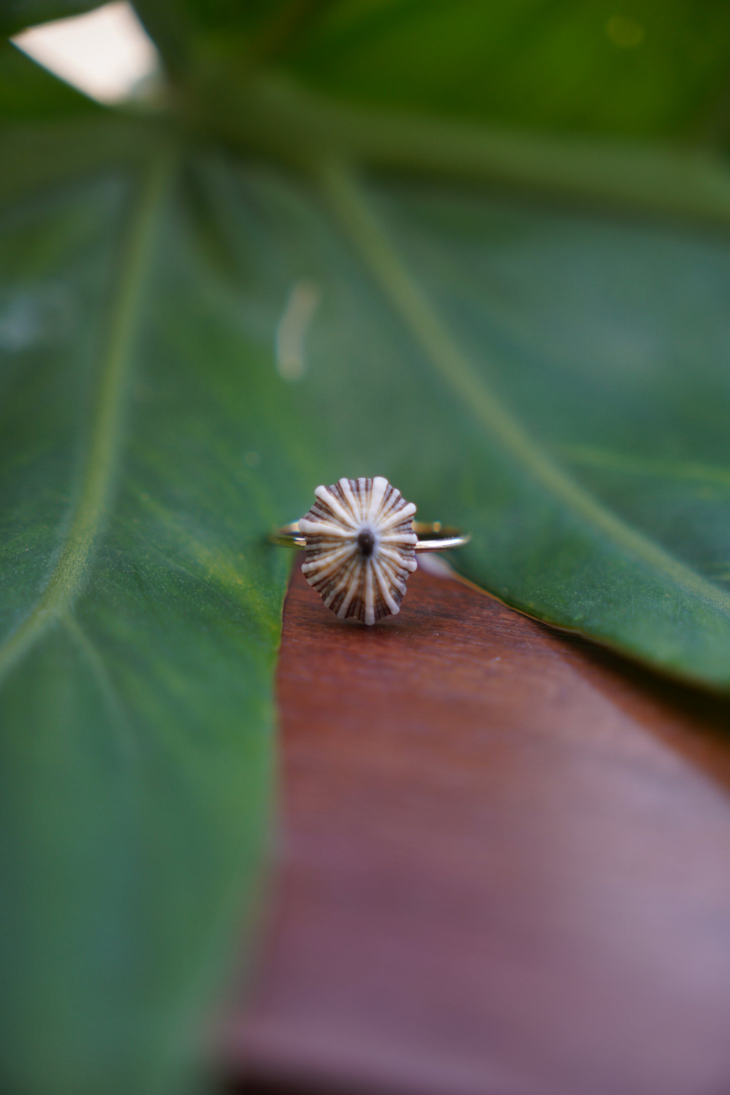 'Opihi 'awa Ring (SIZE 5)