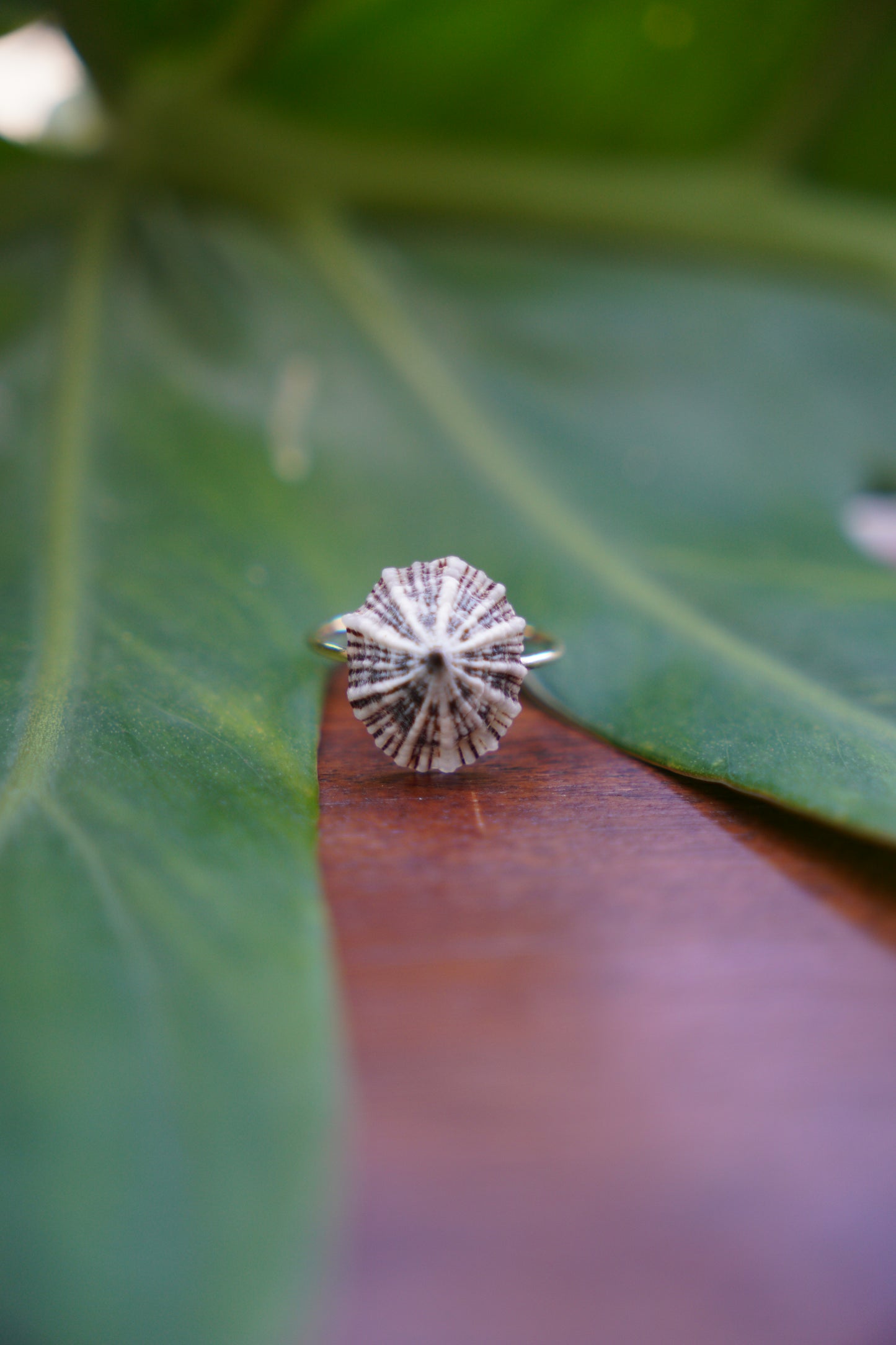 'Opihi 'awa Ring (SIZE 5)