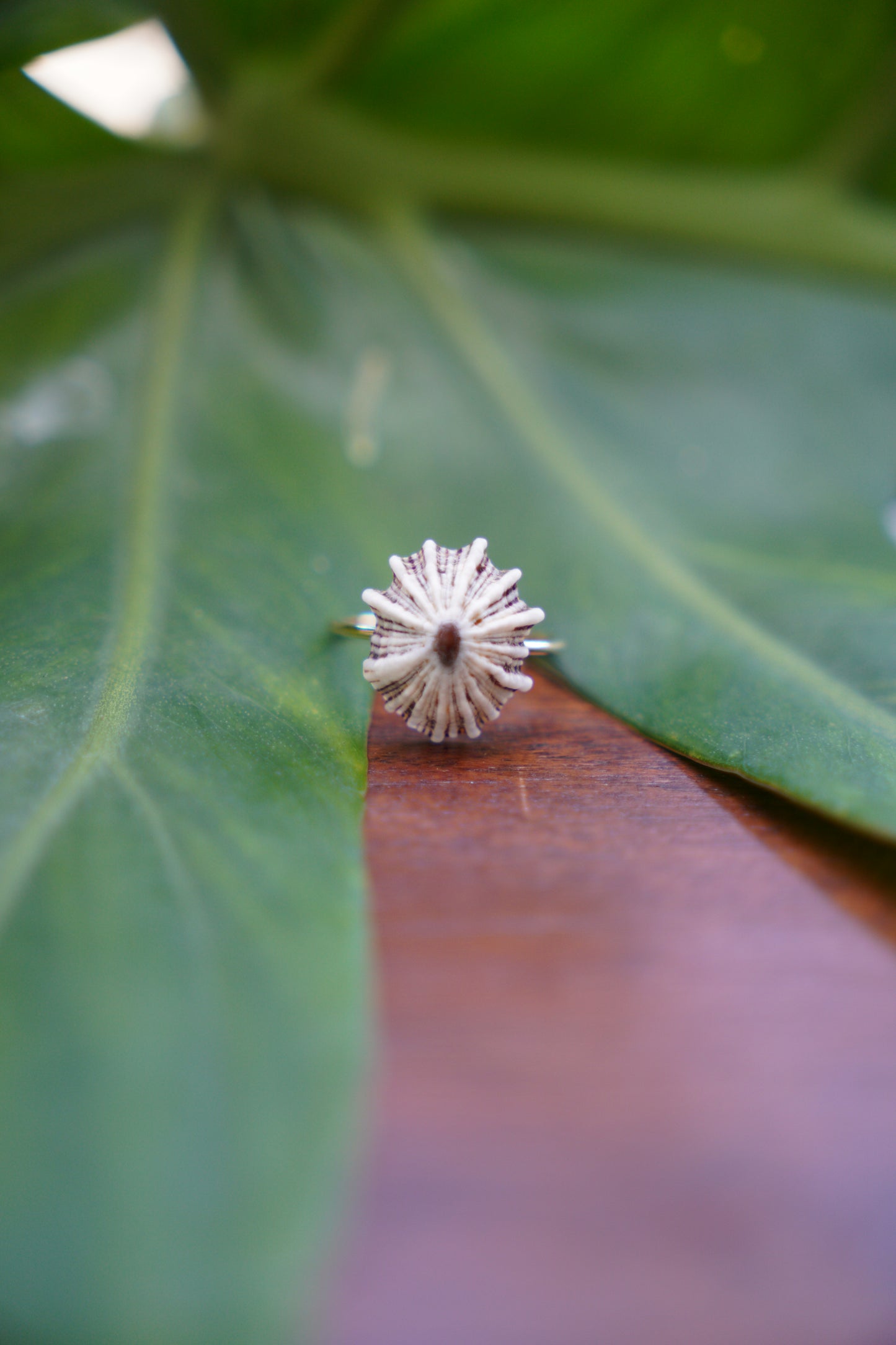 'Opihi 'awa Ring (SIZE 5)