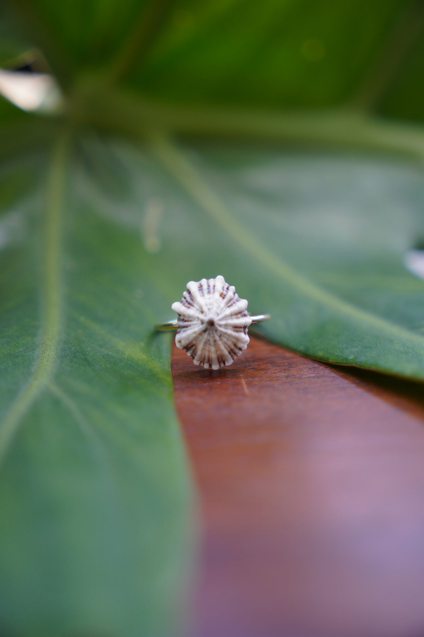 'Opihi 'awa Ring (SIZE 5)